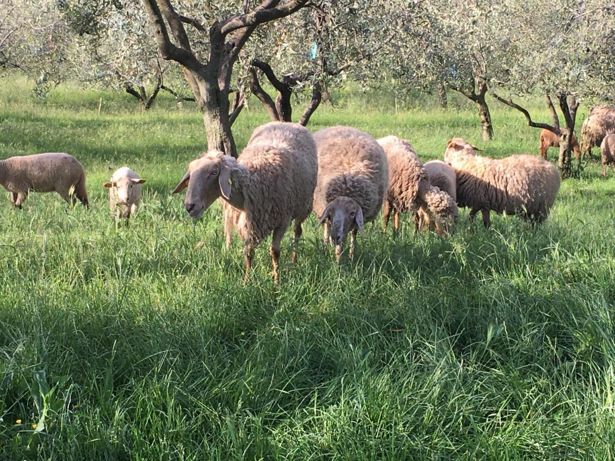 Agriturismo Casa Rosa Verona Exteriér fotografie